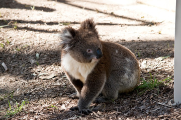 the koala is on the ground sitting