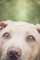 Perro con anillo de compromiso mascota de novios o parejas