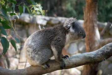 this is a side view of a koala