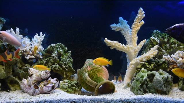 Feeding fish in a freshwater aquarium