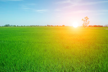Fototapeta na wymiar Green rice fields with blue sky and sun