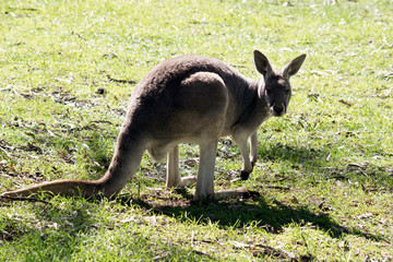 this is a female red kangaroo
