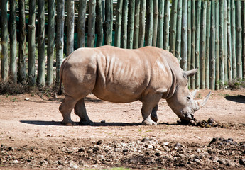 Obraz premium this is a side view of a rhinoceros