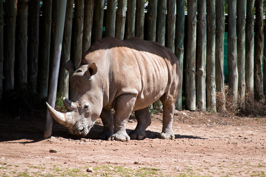 The Rhinoceros Is Seeking Shade