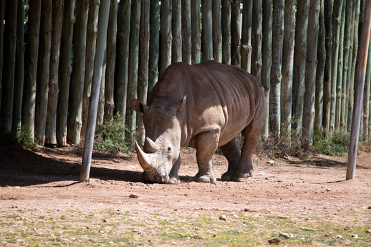 The Rhinoceros Is Seeking Shade