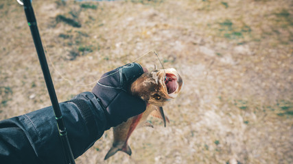 Asp in the hand of a fisherman close-up.