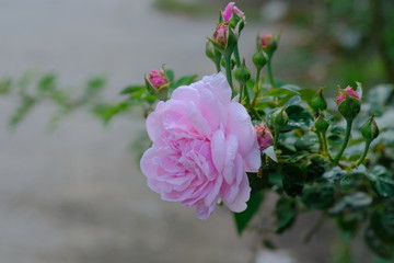 pink rose in the garden