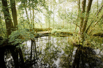 Fototapeta premium pont de bois dans la forêt au dessus d'une rivière. Pont de bois dans une mangrove.