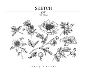 Collection set of flower and leaves drawing illustration. Black and white with line art on white backgrounds. Hand Drawn Botanical. Nature Vector.