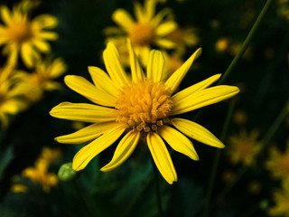 マーガレットコスモス