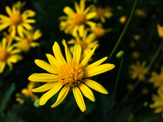 マーガレットコスモス