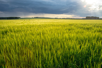 green wheat field