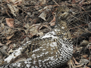 Ptarmigan