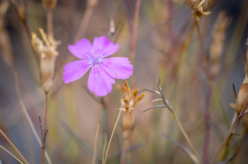 flowers on green background of blue sky