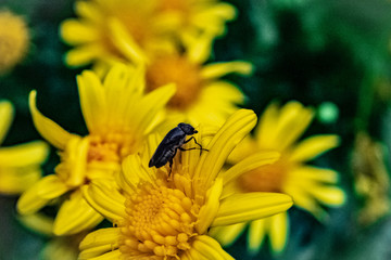 マーガレットコスモスと虫