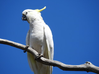 Cockatoo