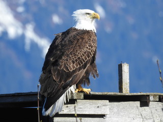 Eagle