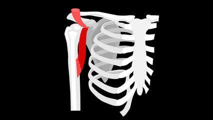 Coracobrachialis muscle. The deep muscles of the arm. Vector image on a black background.