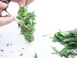 marijuana harvesting process, trimming cannabis buds