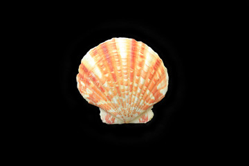  Multi-colored cockleshell on a black background.