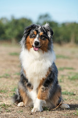 tricolor australian shepherd
