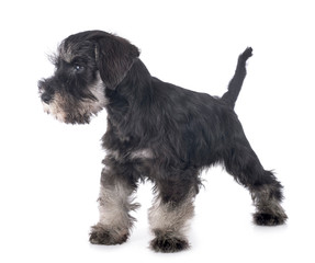 puppy miniature schnauzer