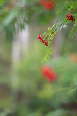 Rowan tree, close-up of bright rowan berries on a tree
