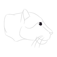 lioness portrait vector illustration, lines drawin