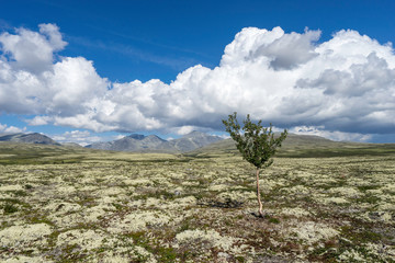 Baum im Nationalpark Rondane, Norwegen