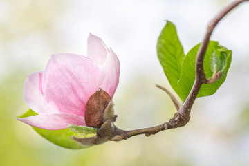 Magnolia soulangeana, saucer magnolia tree, flower in close-up view on a blurred background.