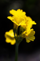 Primula auricula, known as mountain cowslip or bear's ear flower on a dark background.