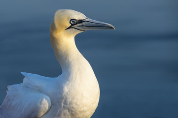 Obraz premium young northern gannet (Morus bassanus) portrait, the seabirds live on the rocks of the island Heligoland in the north sea, Germany, blue water; copy space
