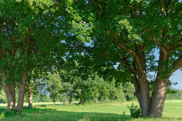 Stieleichen an einer Wiese