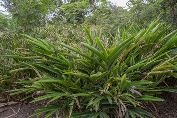 Coltivazione con pianta di zenzero