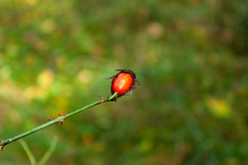Bright red rosehip berry on a blurred green background.