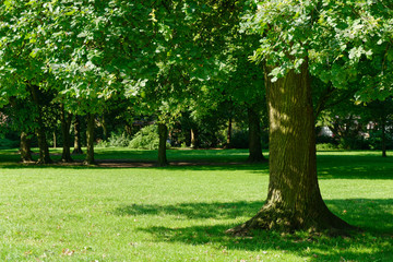 Stieleiche im Park