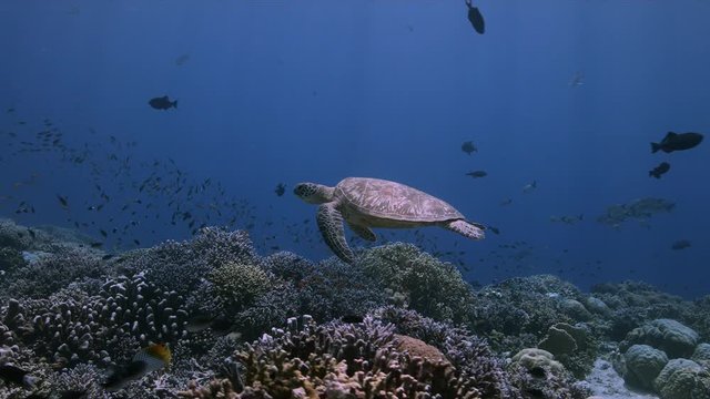 Green Sea Turtle swims on a colorful coral reef. Tubbataha Reef dive site Delsan Wreck 4k footage