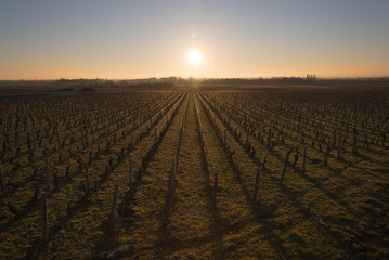 vigne en hiver. Rangs de vignes en hiver. Paysage viticole. Vignoble au lever de soleil.