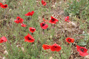 Mohnfeld im karstigen Boden in der Provence