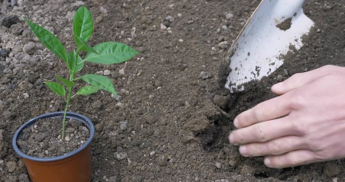 planting a seedling in soil