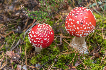 Toadstool Mushroom in a Northern European Forest