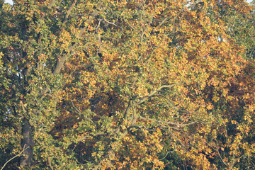 Stieleiche im Herbstkleid