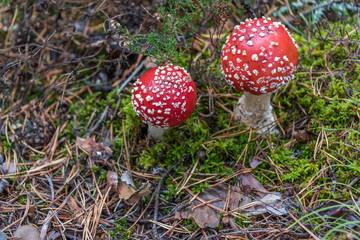 Toadstool Mushroom in a Northern European Forest