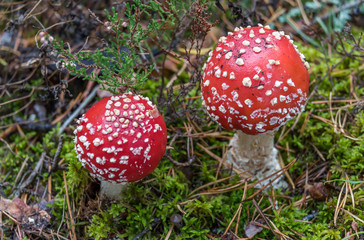 Toadstool Mushroom in a Northern European Forest