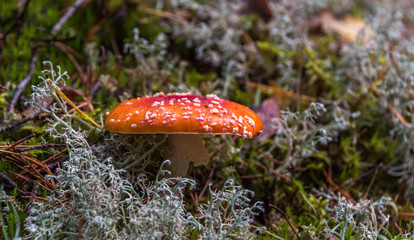 Toadstool Mushroom in a Northern European Forest