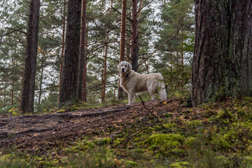 Champion Golden Retriever in a Forest in Northern Europe