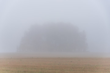 Giant Tree in a Field on a Foggy Morning
