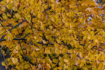 Tree with Fall Foliage in Northern Europe