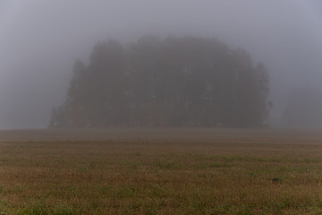 Giant Tree in a Field on a Foggy Morning