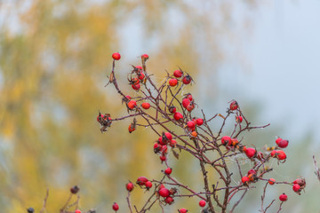 Berries with Fall Foliage at a Lake in Northern Europe